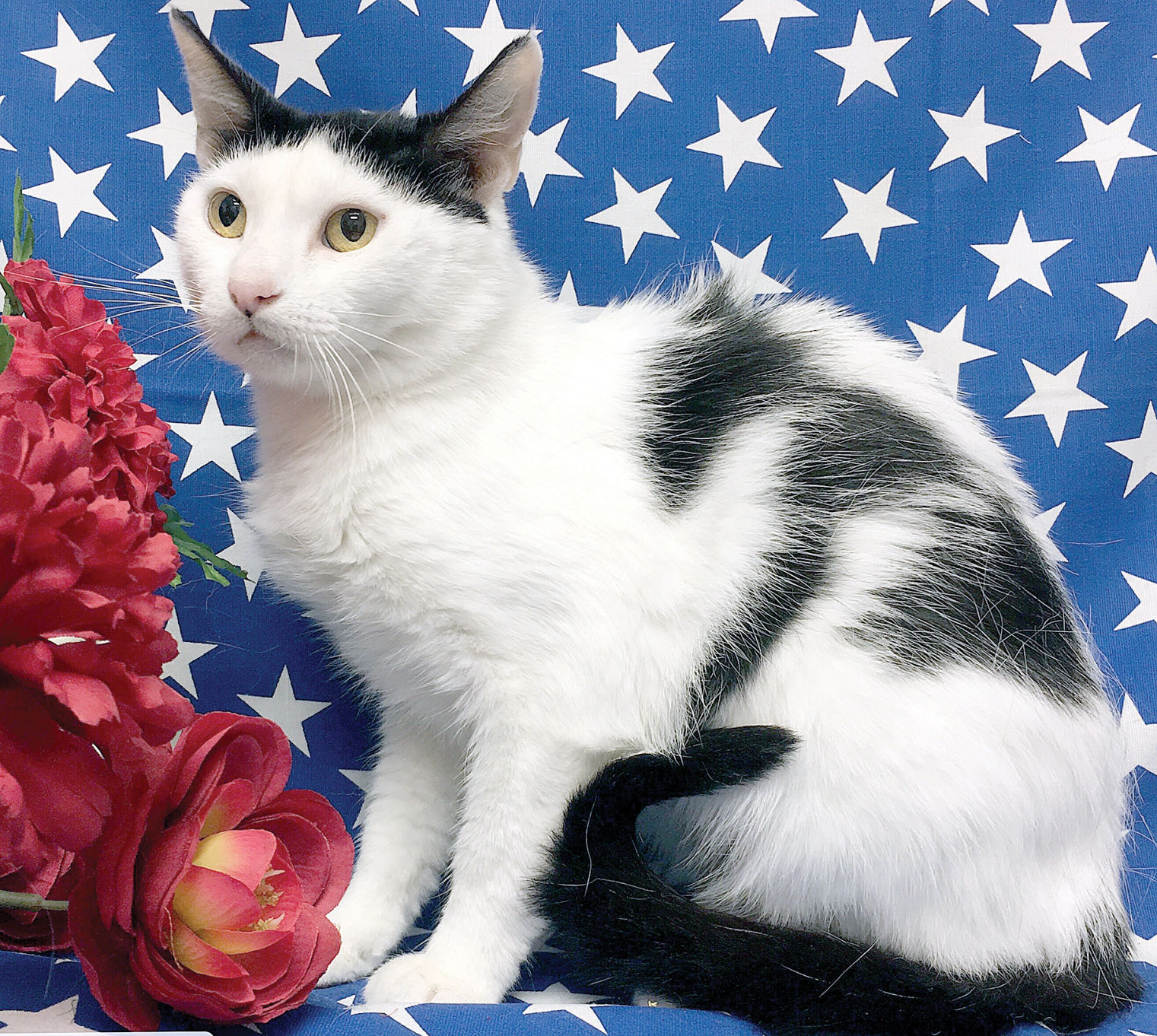 Buttons at Animal Rescue of Tracy